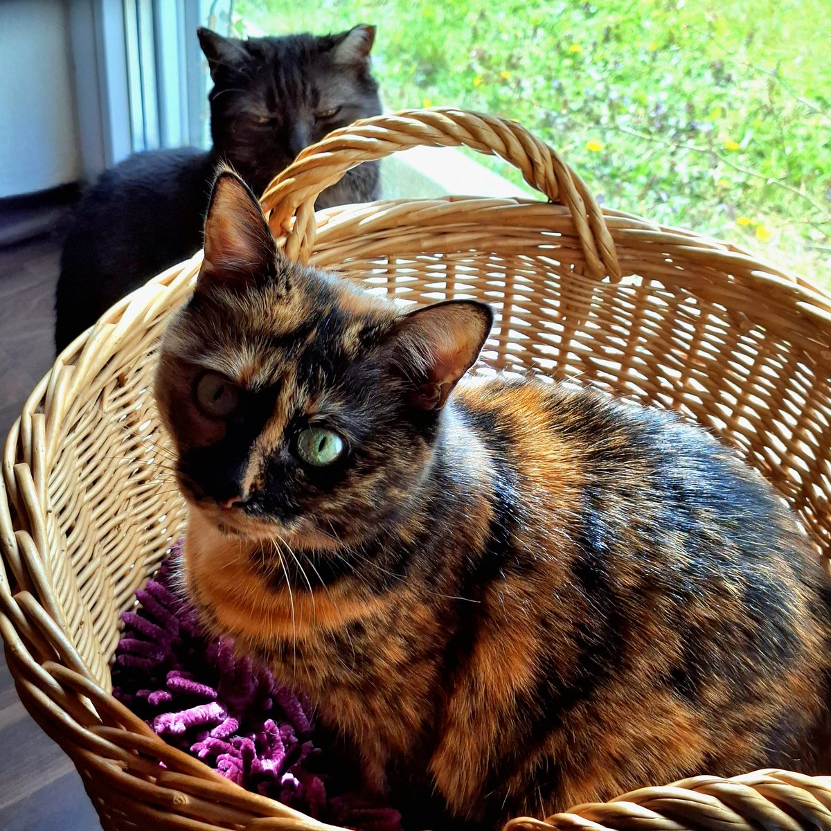 ฅ⁠^⁠•⁠ﻌ⁠•⁠^⁠ฅYuemie.⁠｡⁠*⁠♡ tweet media