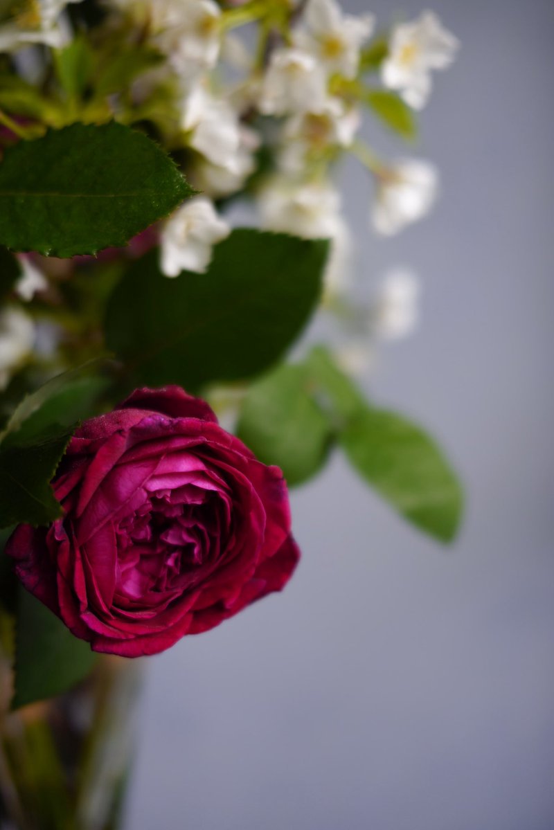 trois 花の会　5/16 6/13@静岡アトリエ tweet media