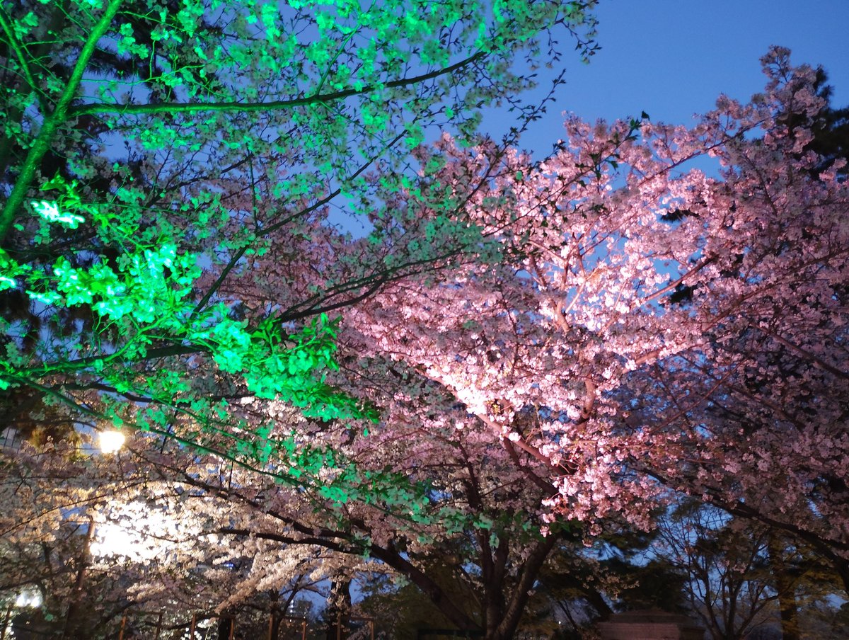 ミケ🦐 tweet media