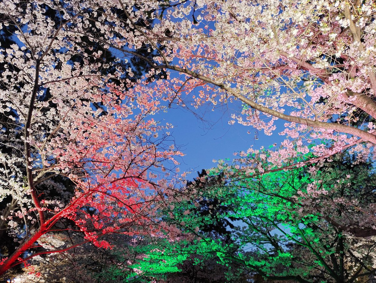 ミケ🦐 tweet media