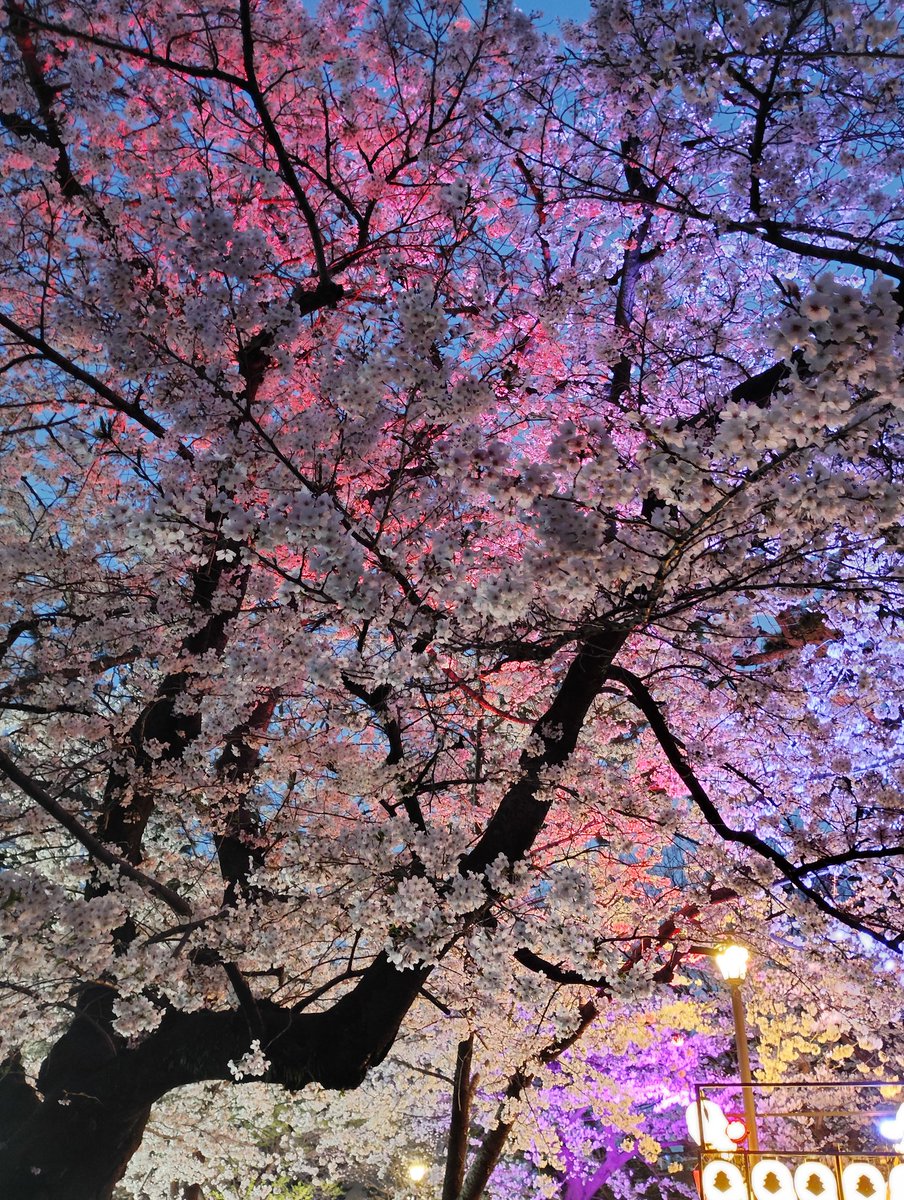 ミケ🦐 tweet media