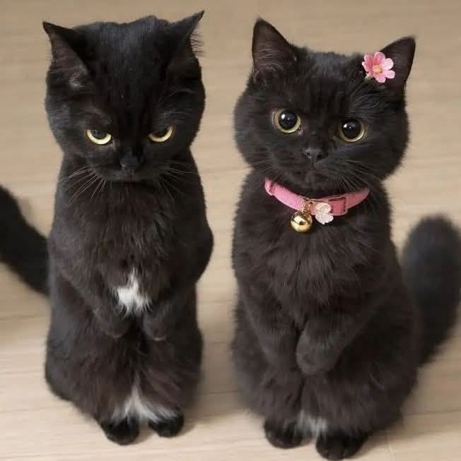 Cats all the way tweet media