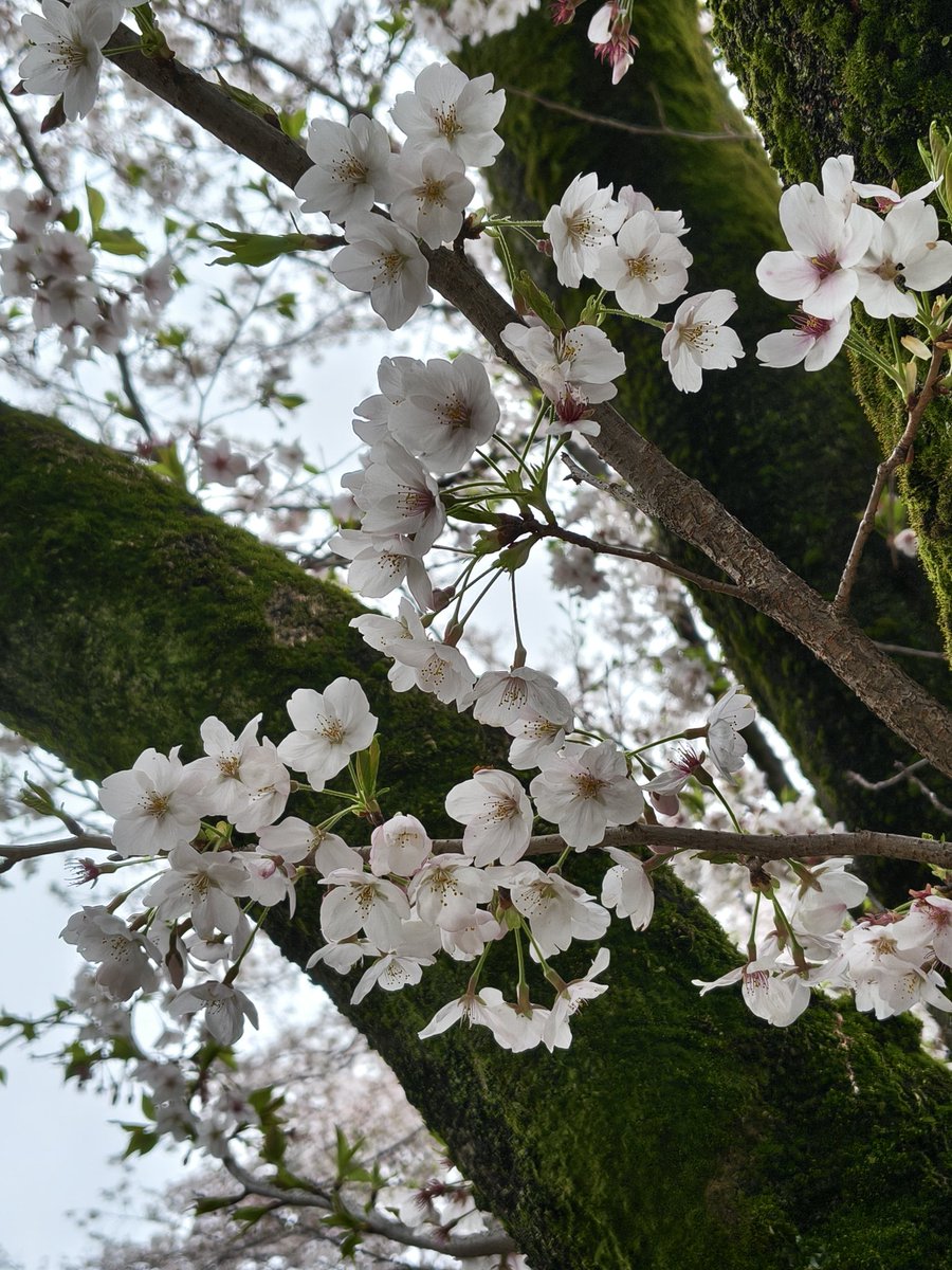ひぐたん@アヤシイ壺 tweet media
