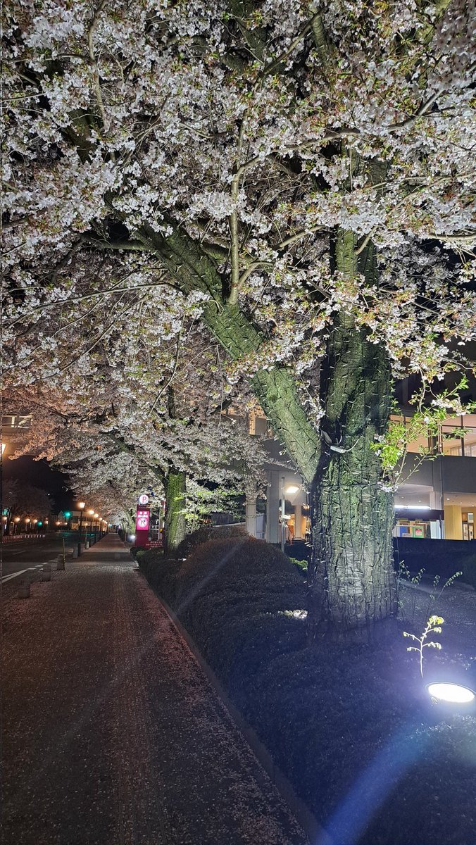 ブチ子 tweet media