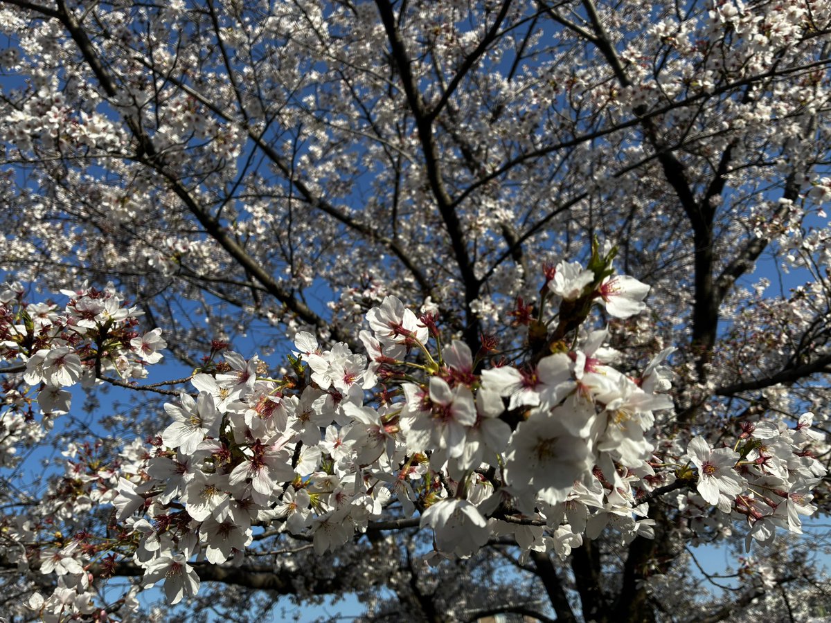 大城明梨（おおしろあかり） | 広報勉強中 tweet media