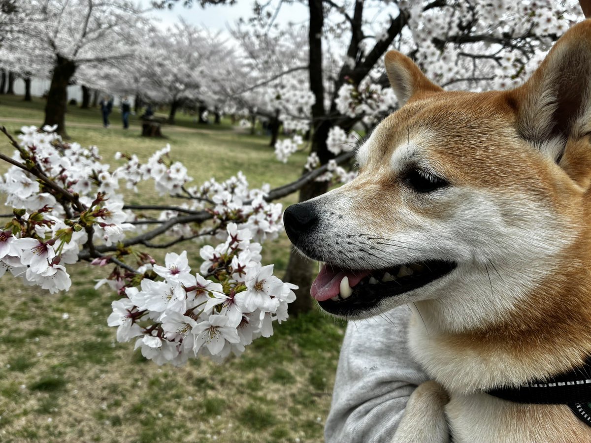 大城明梨（おおしろあかり） | 広報勉強中 tweet media