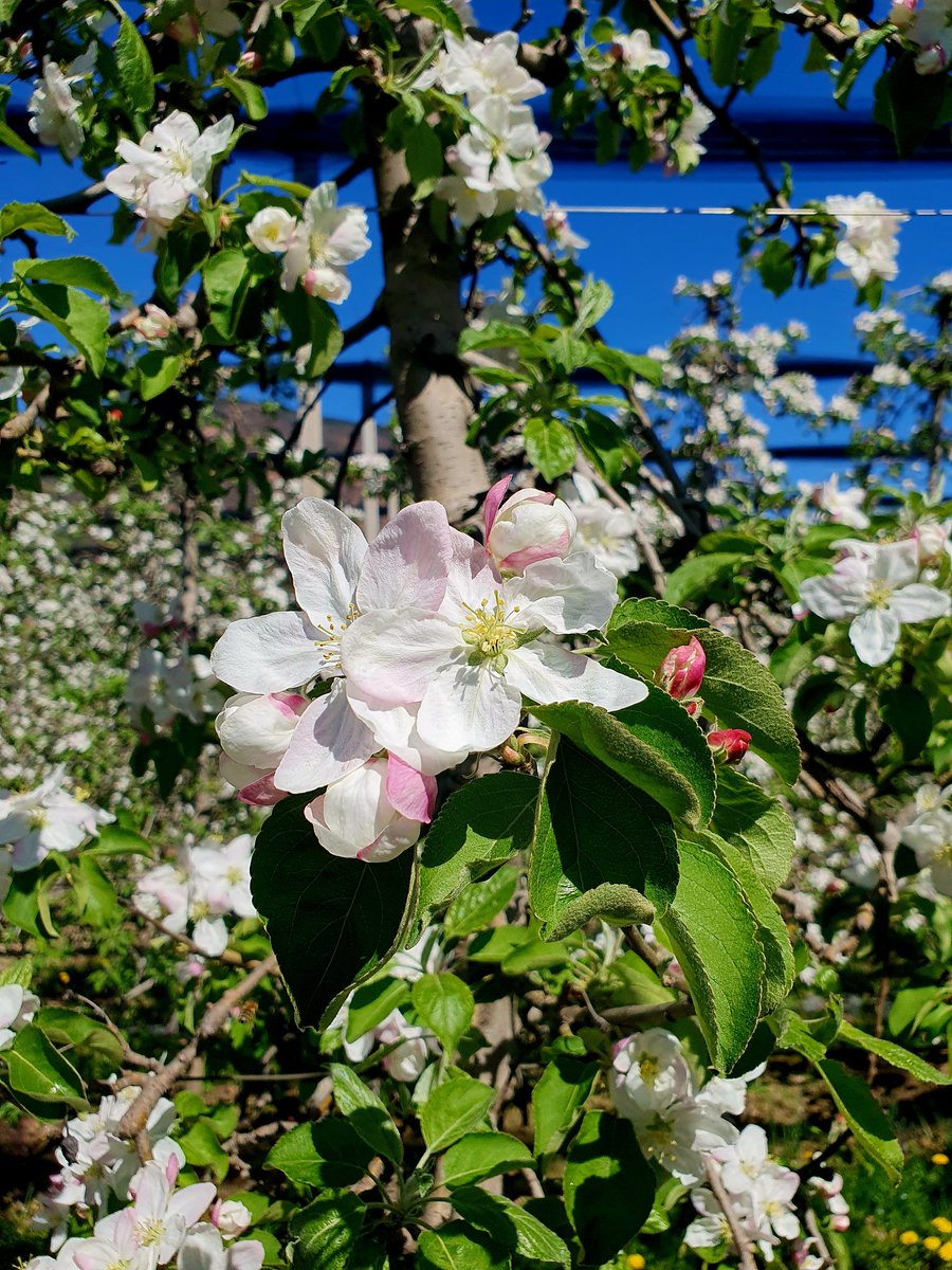 JoJo 🤍🖤 facinorosa 🇪🇺🇺🇦🦊 tweet media