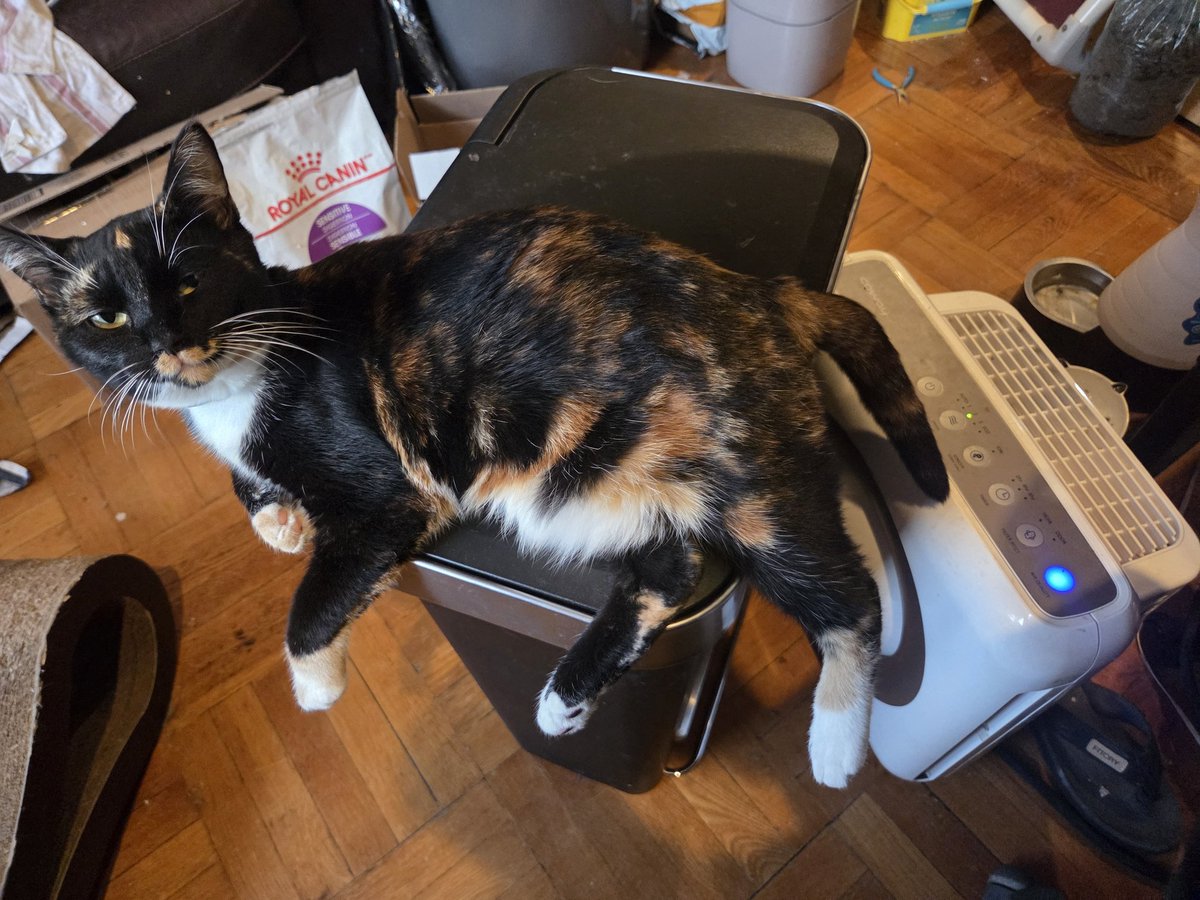 MemmiCat | Casually Hrdcore Vtuber/Rigger of Floof tweet media