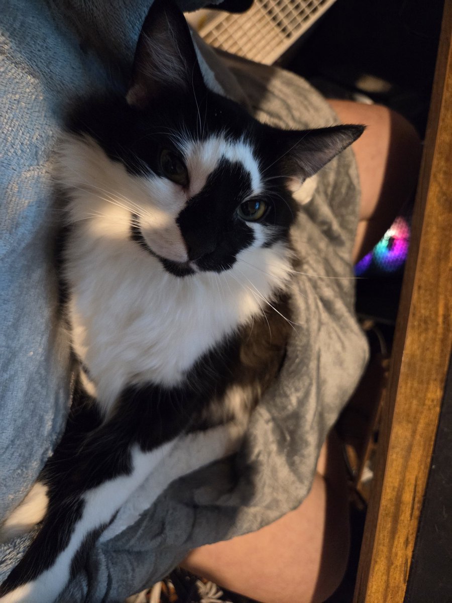 MemmiCat | Casually Hrdcore Vtuber/Rigger of Floof tweet media