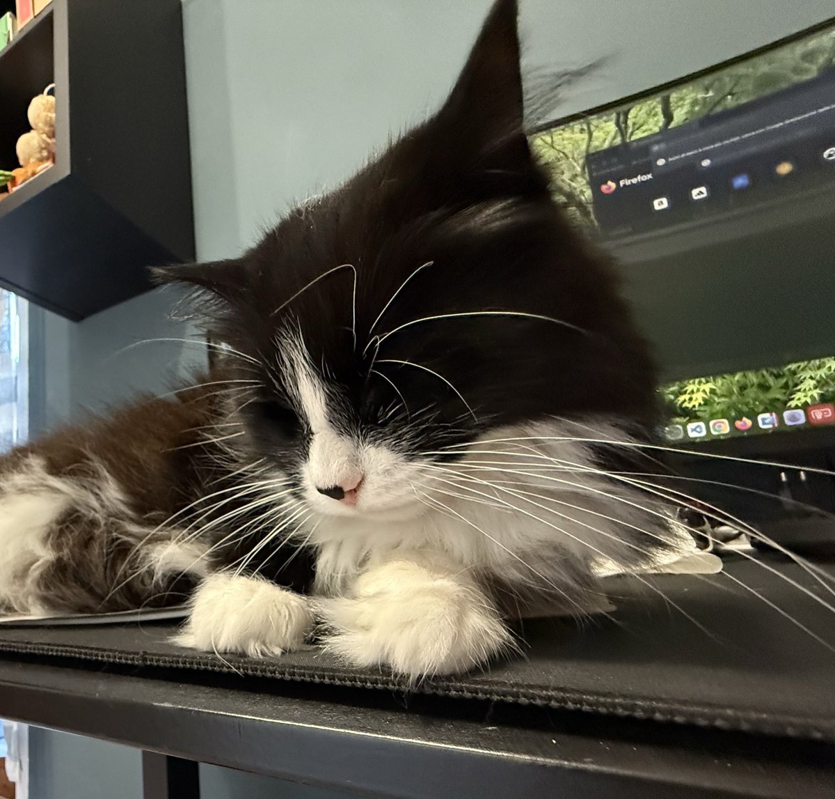 Andrea Carratta | DEV tweet media