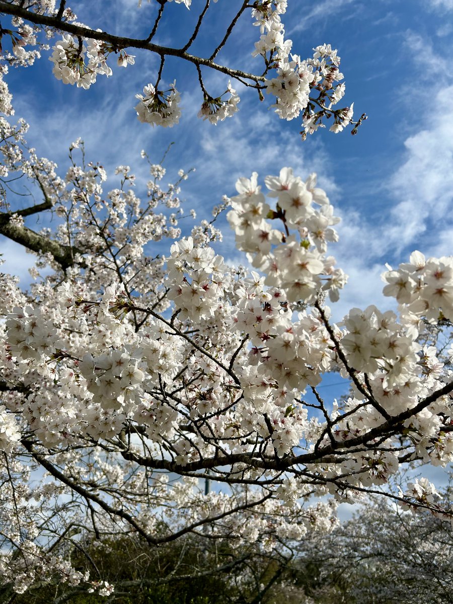 yokochin153604's tweet image. We rode the train and back to Ōike-yūen station.

And we visited the park called Ōike-yūen again, and took some more photos.

We were able to take so many nice photos today!

#Japan 
#japanese 
#Wakayama