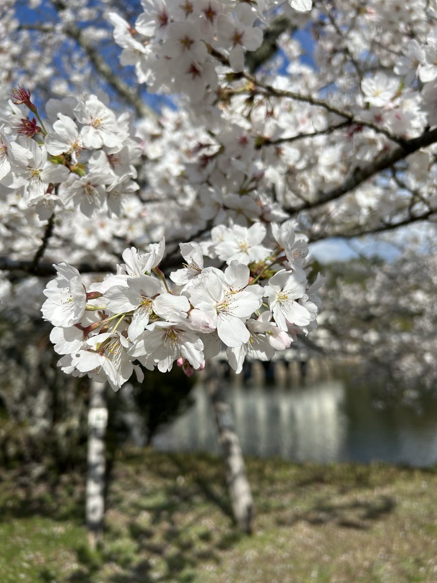 yokochin153604's tweet image. We rode the train and back to Ōike-yūen station.

And we visited the park called Ōike-yūen again, and took some more photos.

We were able to take so many nice photos today!

#Japan 
#japanese 
#Wakayama