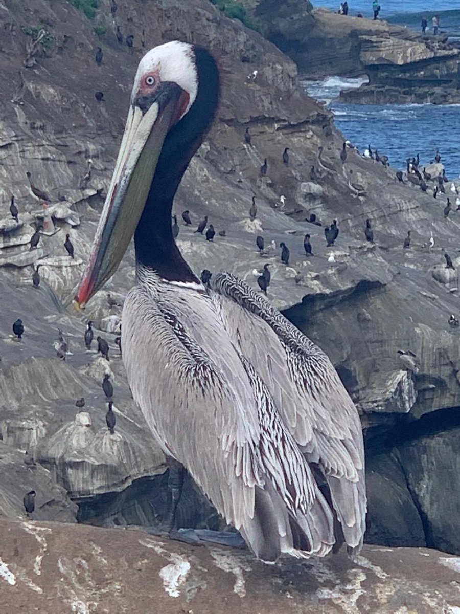 José Antonio Meade🇲🇽 tweet media