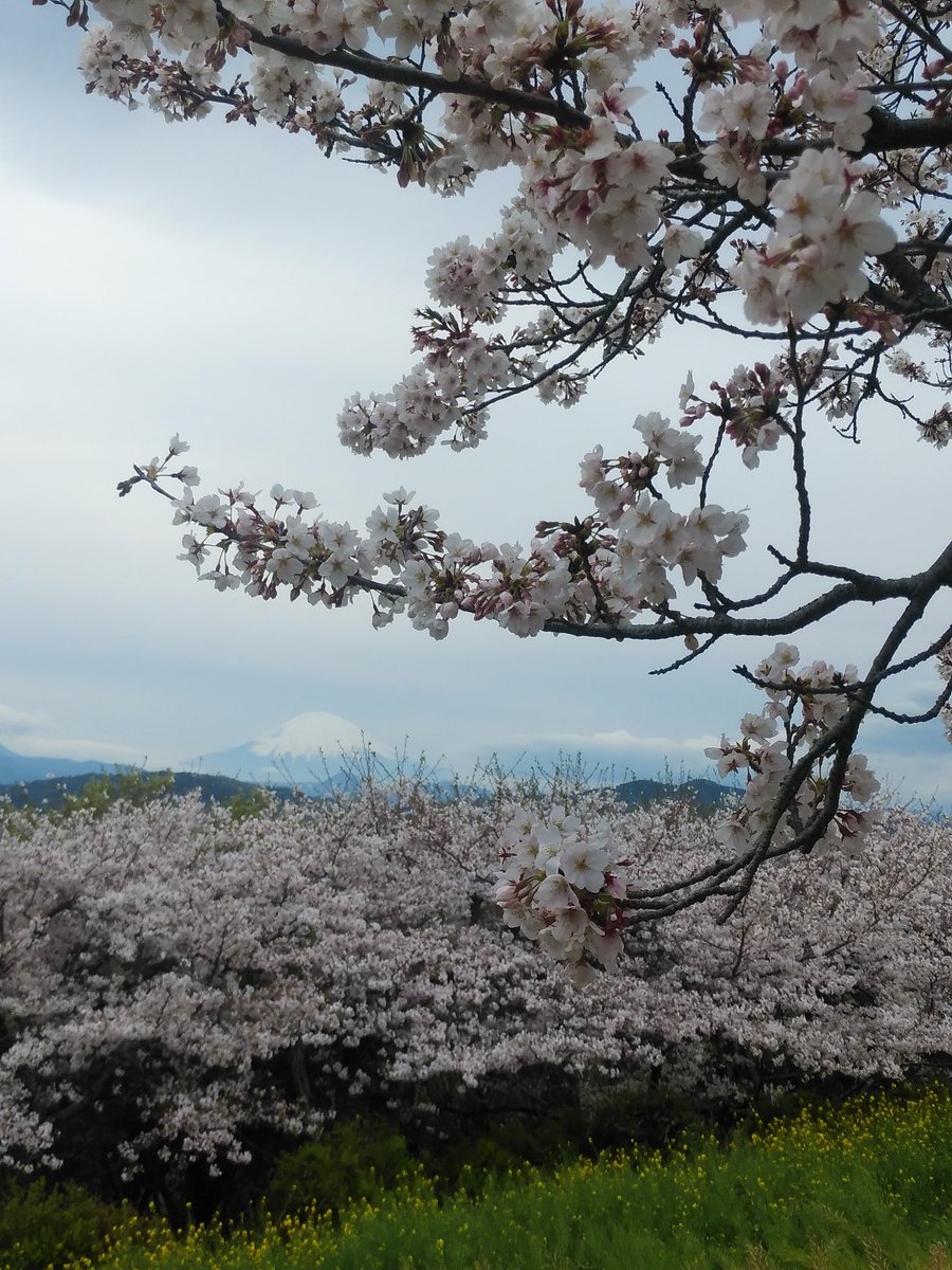 ssc_help's tweet photo. 今日は神奈川県の桜の名所、二箇所に花見に行って来ました。
小田原城と二宮町にある吾妻山公園です。二箇所とも満開状態でした。昨日におそらく吹き荒れたであろう強風と降ったであろう大雨にも若干は散ってはいましたが、ほとんどが耐えて、見頃の状態でした。吾妻山公園の桜はちょうど満開でした。 https://t.co/8xgLNL4W4o