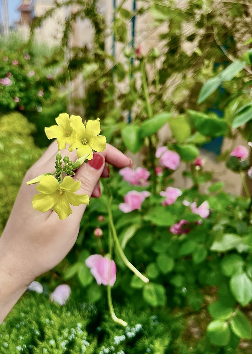 ماہا شاہ tweet media