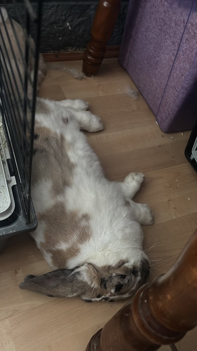 robyn 👱🏻♀️& paddy 🐰 tweet media