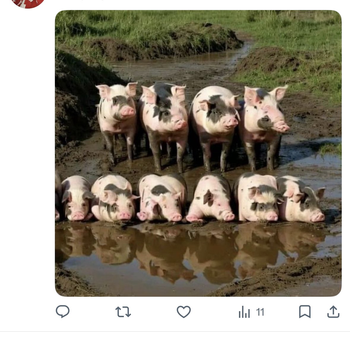 Dr Claws Cat tweet media