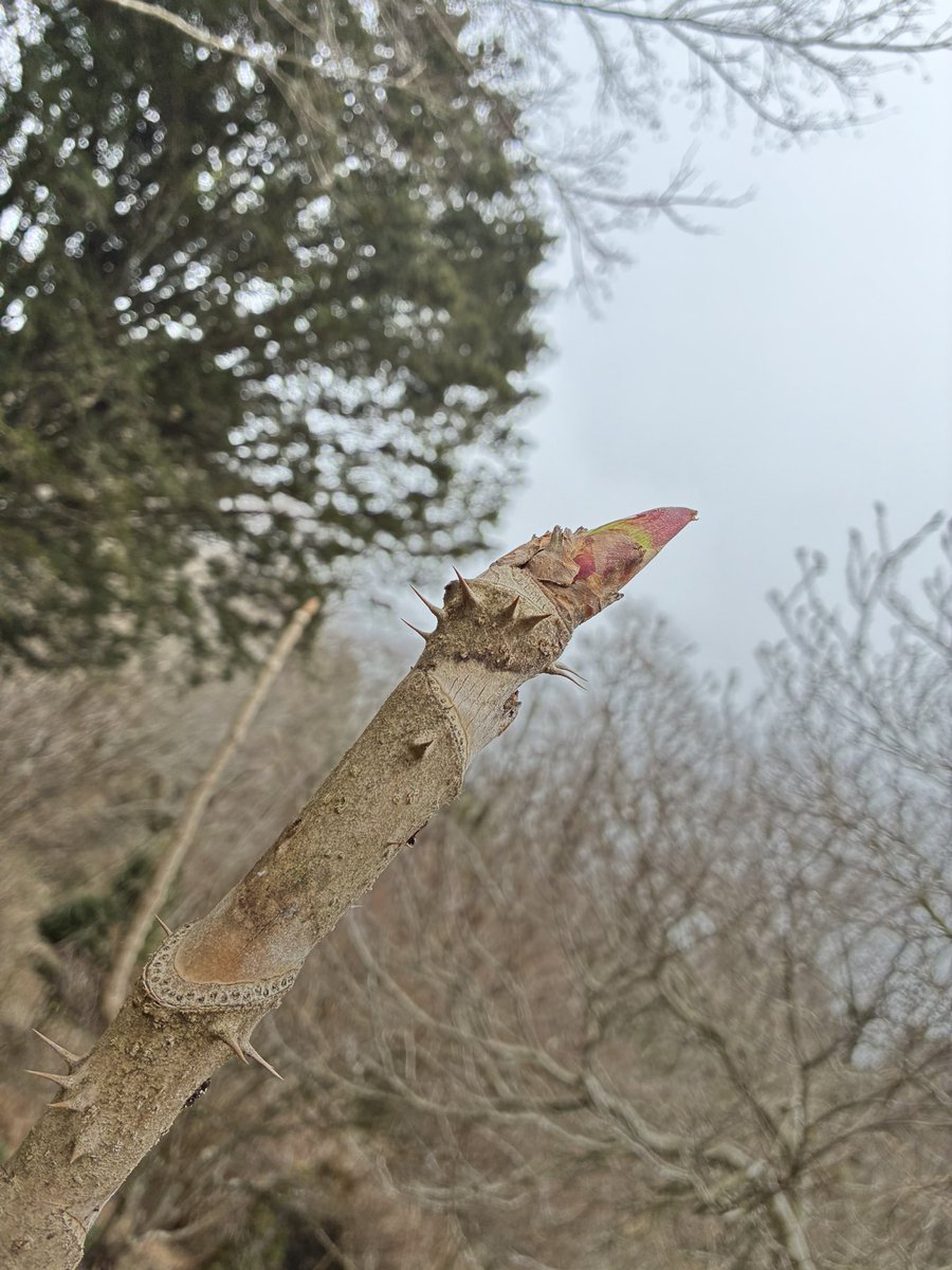 よね　ぴろ tweet media