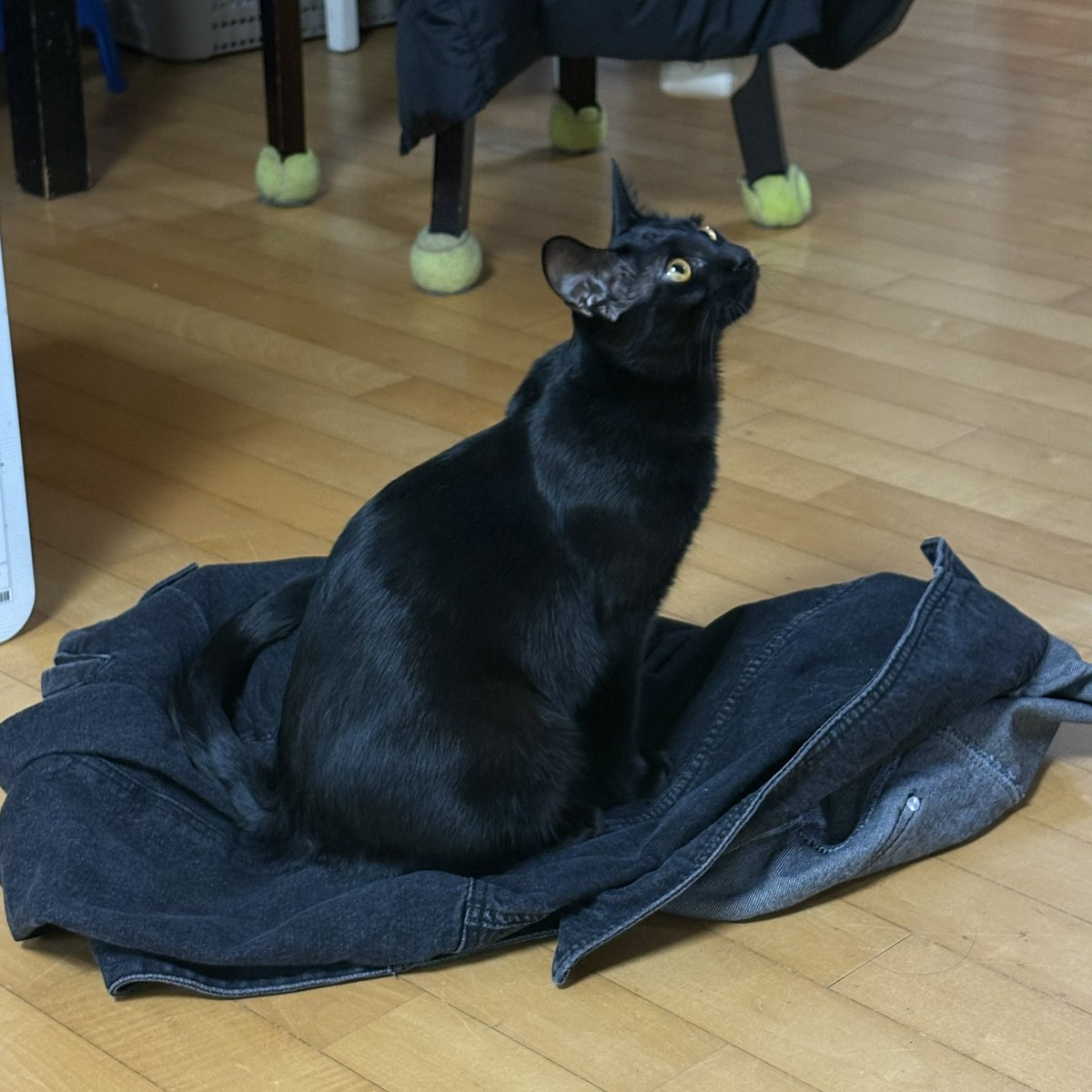 순냥이 tweet media