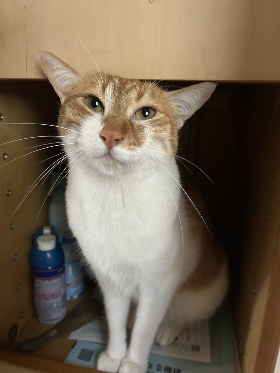 poppy🐥 tweet media