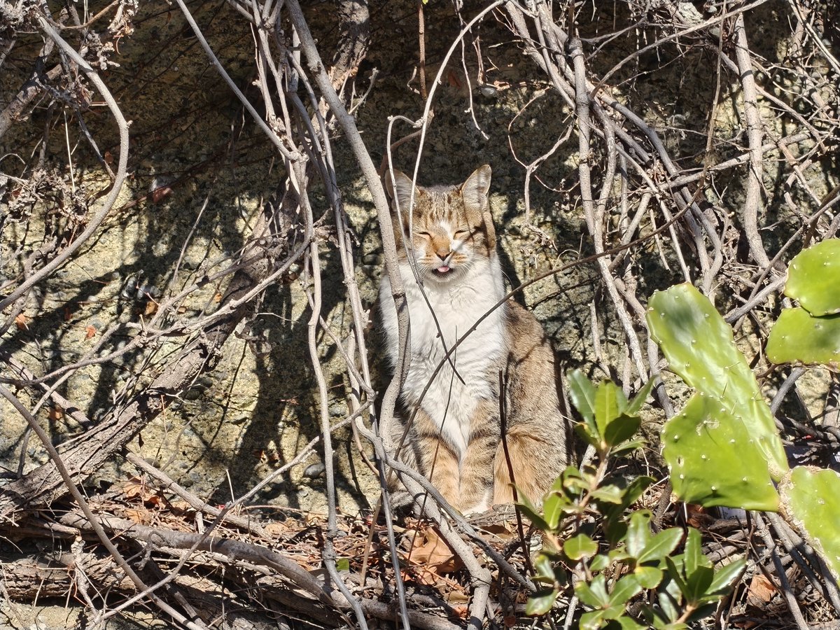 yappu89's tweet image. (スマホ📱の話)Find X8に16.0.5.700のアップデートが降ってきたのですが、ネットでカメラ画質について訊ね、自分の好みの写りを入力すると、現行Ver.(16.0.2.403)のままにしておけ🫵とアドバイスを受けそのままにする事にしました😌。#oppo