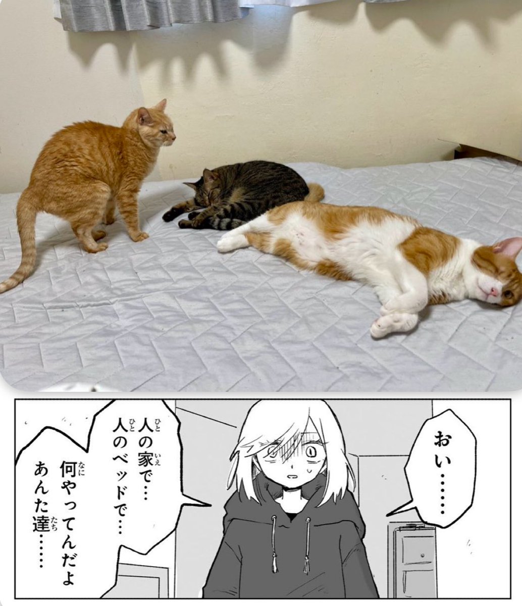 猫整体　キュベレイ tweet media