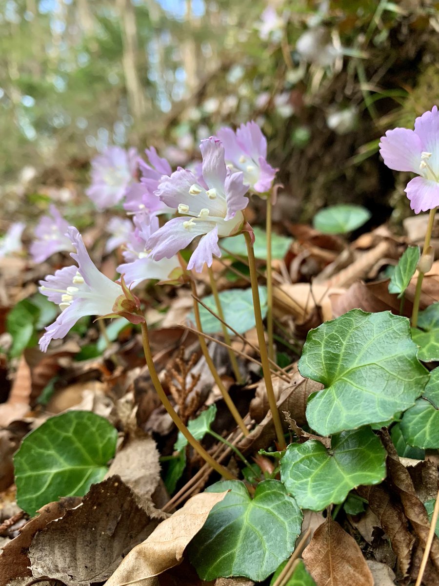 おじさん的趣向☘️🍀☘️ tweet media