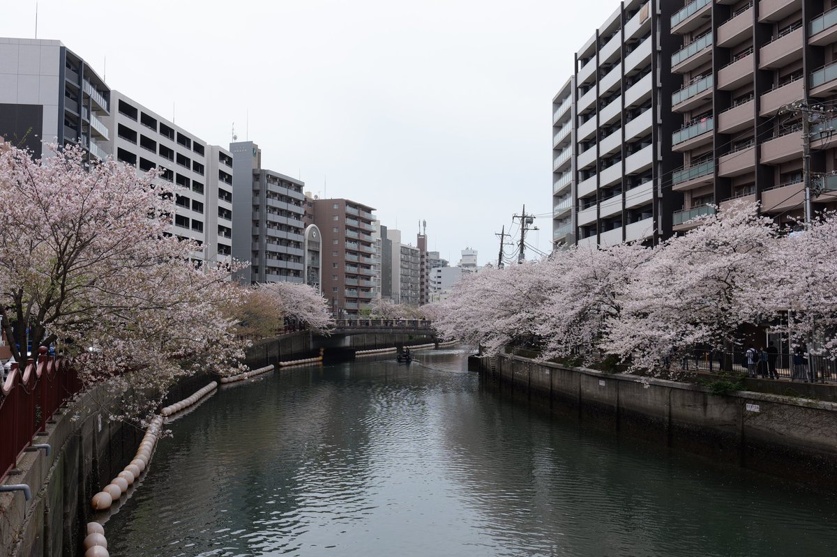 Cj4aYama's tweet photo. 2026.4.5
またまた大岡川で桜を見てきました。
今シーズンラストかなぁ(⁠´⁠ε⁠｀⁠ ⁠)⁠ 
#桜 #大岡川 https://t.co/e0ugqFKqMD
