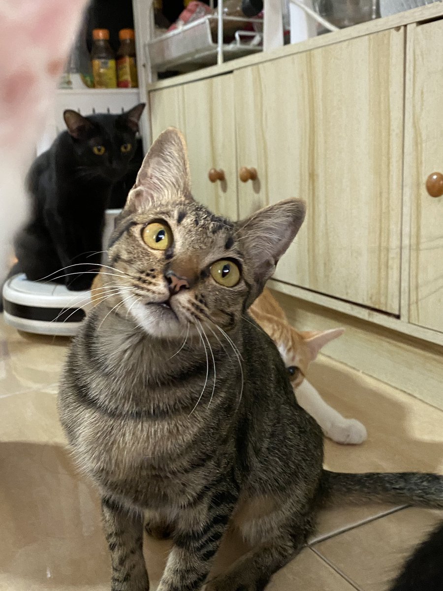 แมวหาบ้าน ขี้ข้าหาแมว tweet media