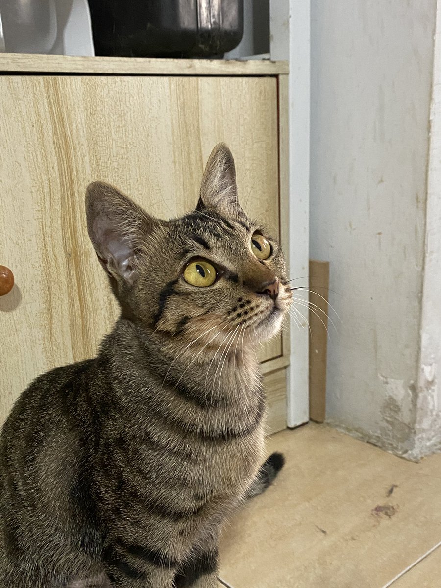 แมวหาบ้าน ขี้ข้าหาแมว tweet media