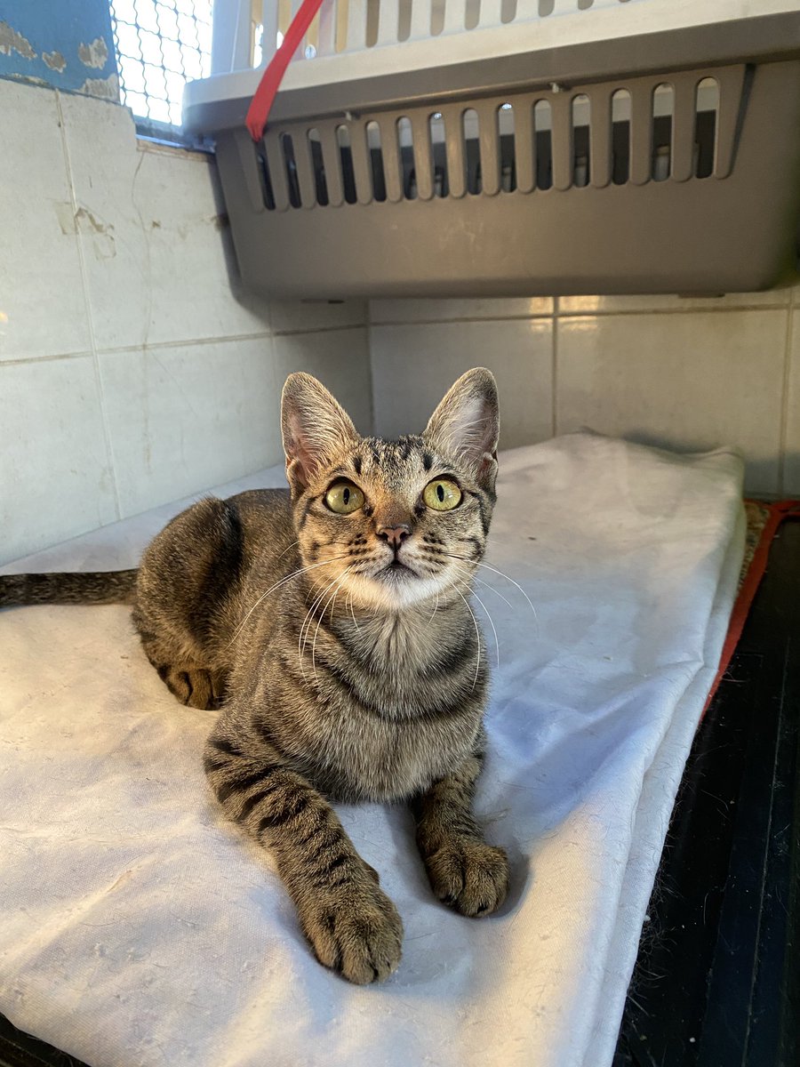 แมวหาบ้าน ขี้ข้าหาแมว tweet media