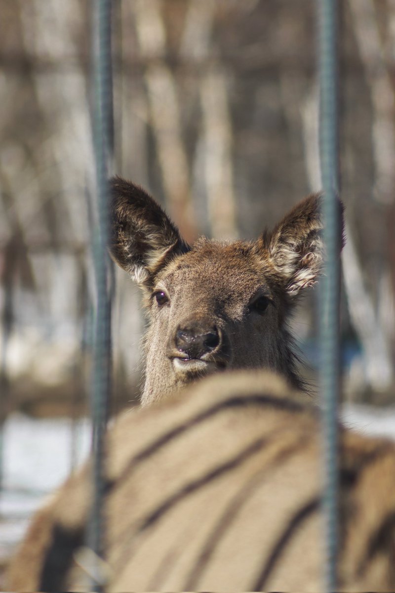 Юра делает вид что вернулся tweet media