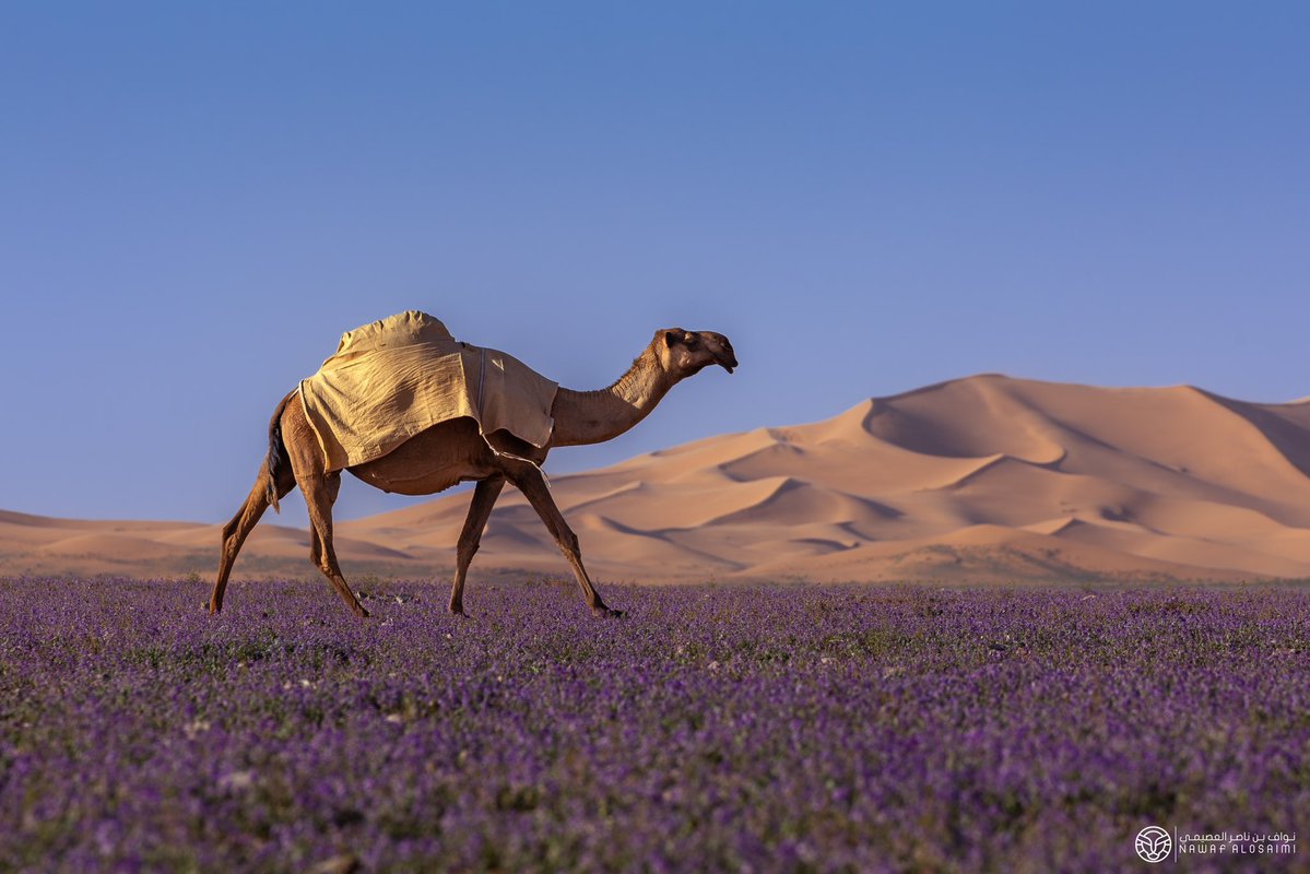 المملكة tweet media