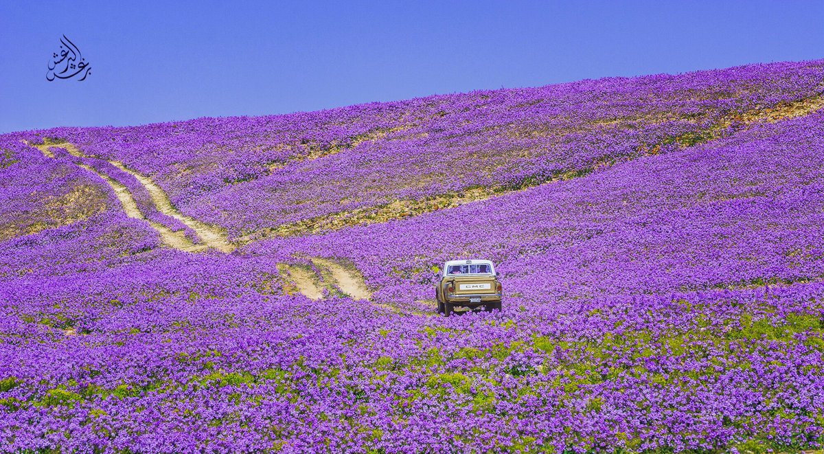 المملكة tweet media