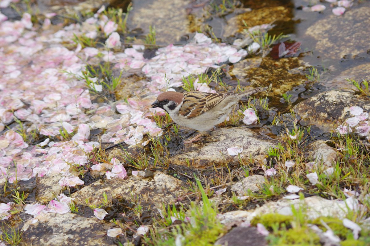 中野さとる tweet media