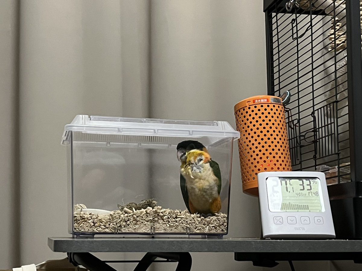 まいく tweet media