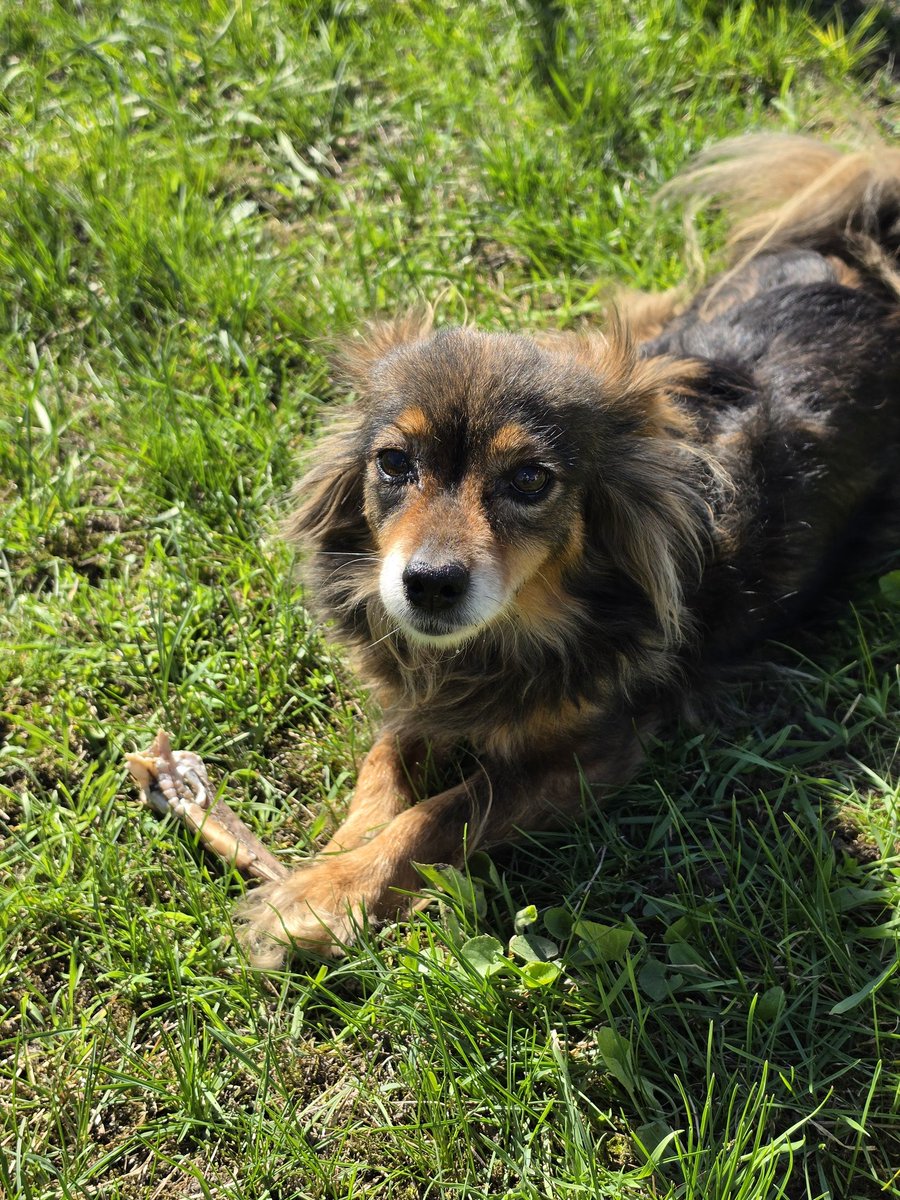 Висновки сьогоднішнього дня - я ненароджена для села. Обрізала троянди, трішки пополола, погребла і все. Важко, застуда дає про себе знати, ще й вітер. Стоїш і чуєш, як він тобі "підлизує" поперек. Короче пішла я краще пиріжечків спечу.