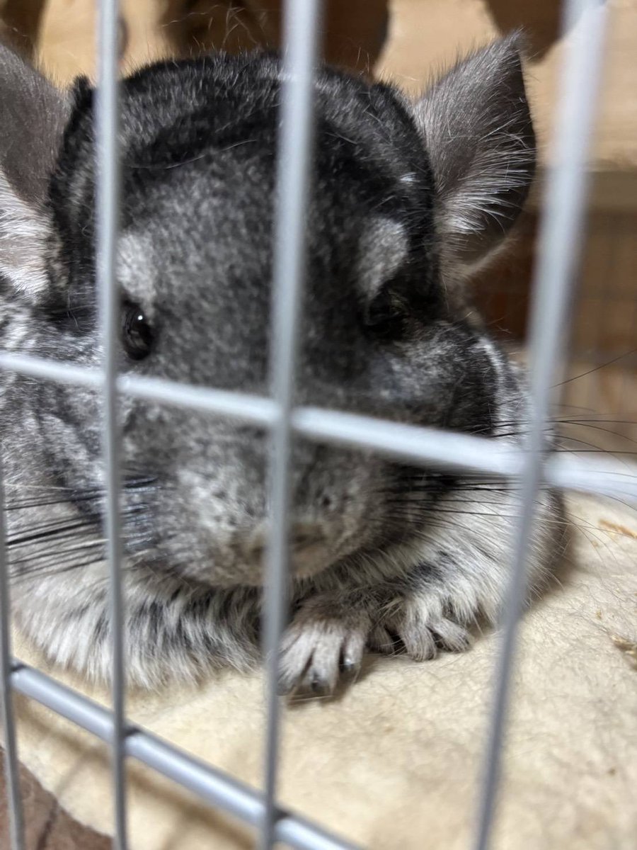 こてつと雪だるま@デグー tweet media