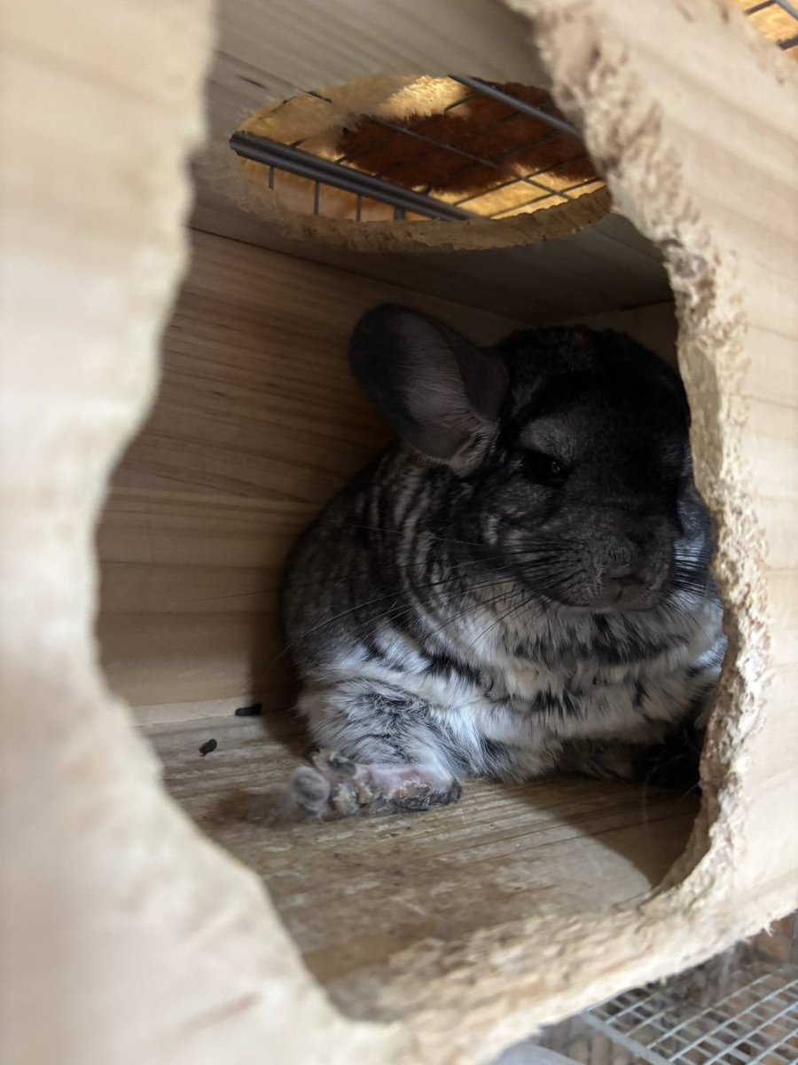 こてつと雪だるま@デグー tweet media