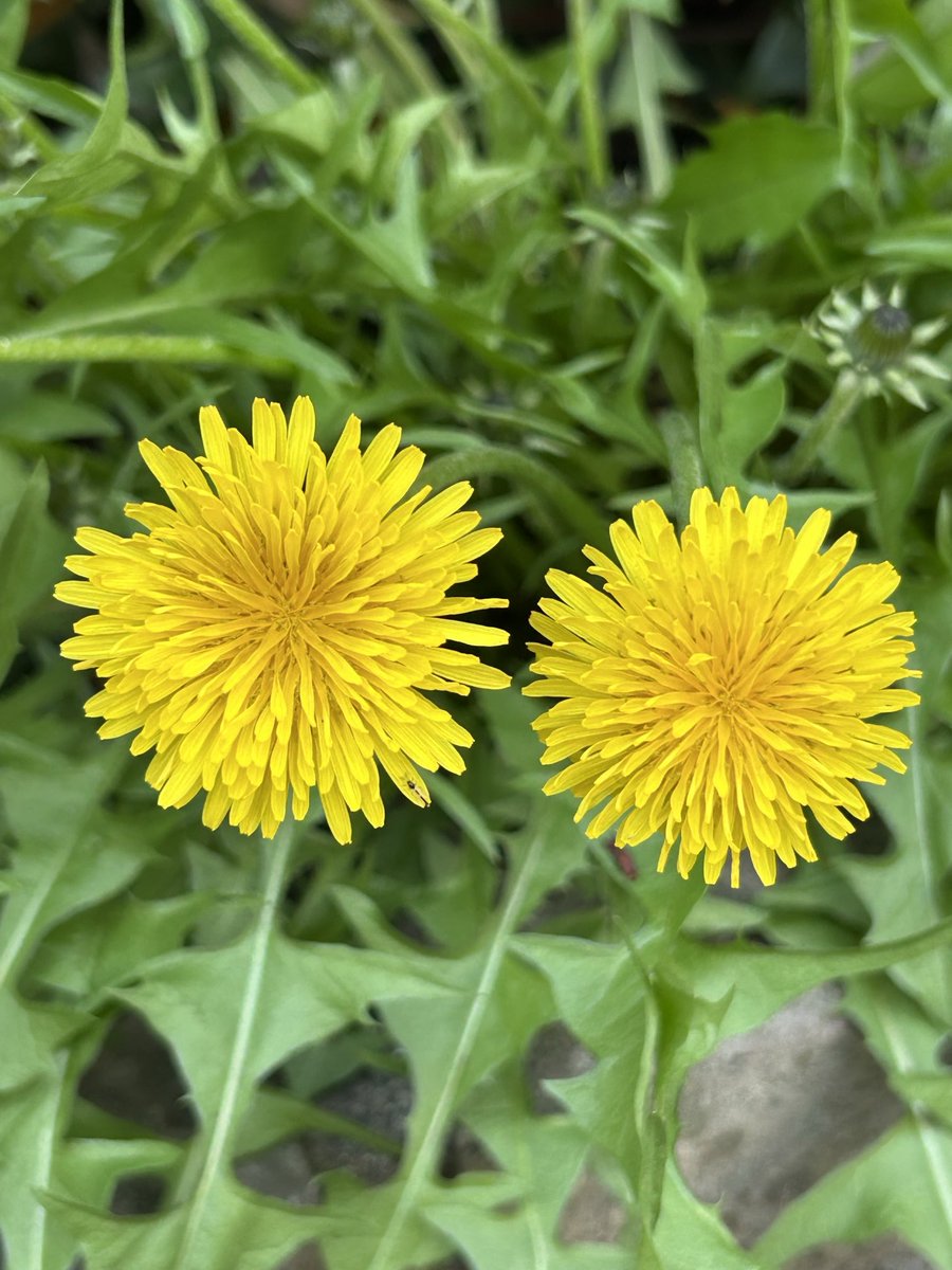 𝓡𝓲𝓷 tweet media