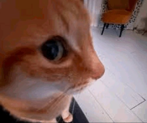 커피새 tweet media