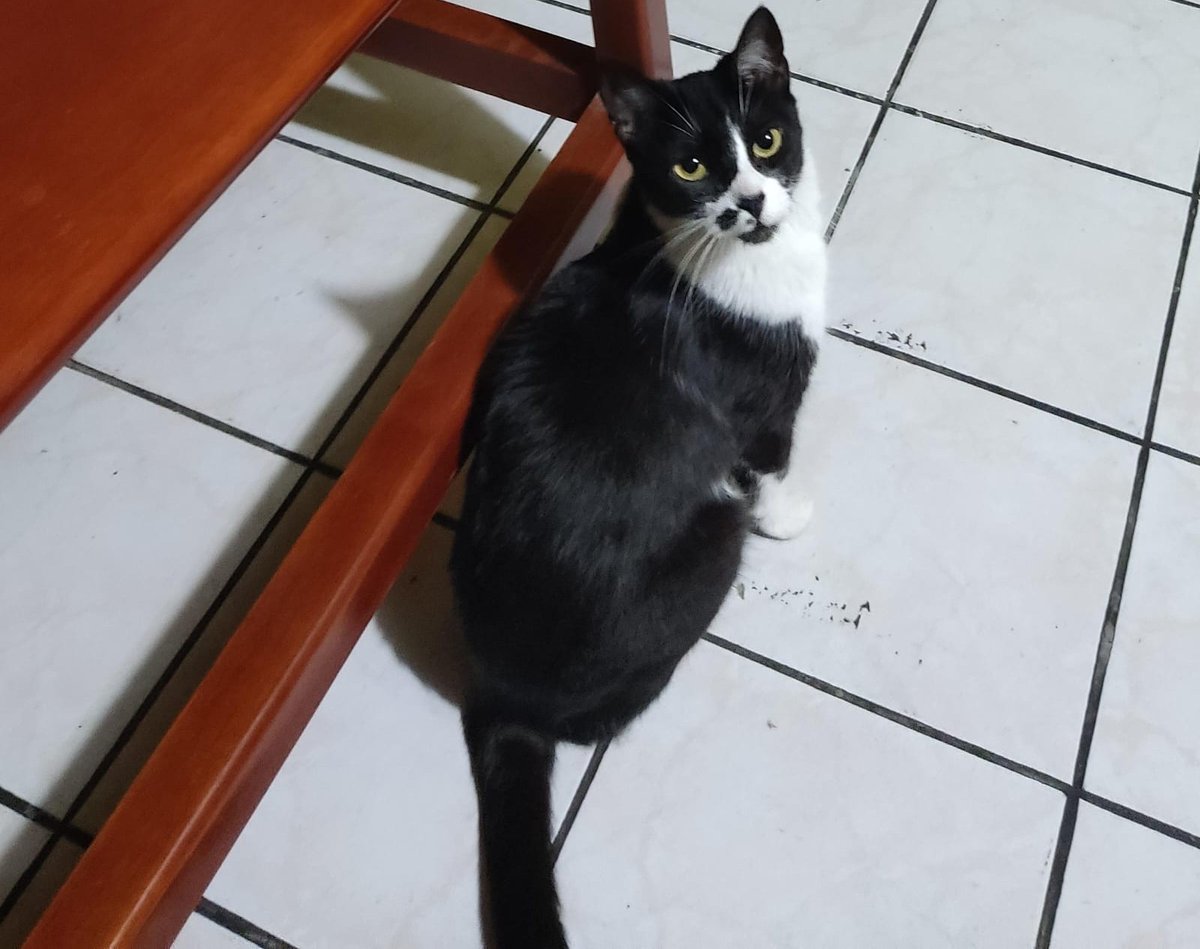 #PERDIDA #GUAYAQUIL
Nombre: #Pop
Fecha: 02-04-26
Sector: Norte, Urbanor Mz. 129
Sexo: Hembra
Raza: Mestizo
Obsv.: Blanca con negro, mancha en el hocico
Contacto: 0992887747
¡Ayúdala a volver con su familia!
#AlertaMePerdí