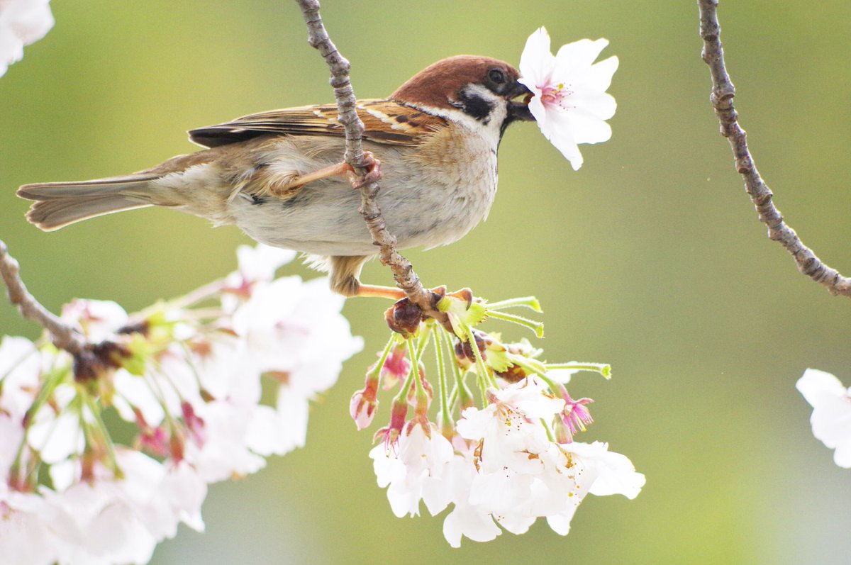 中野さとる tweet media