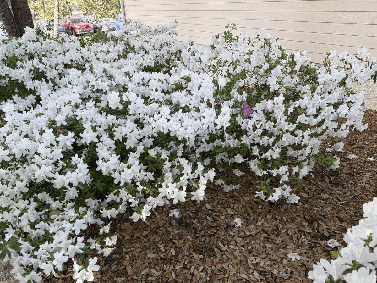 MarkSENC🇺🇸 tweet media