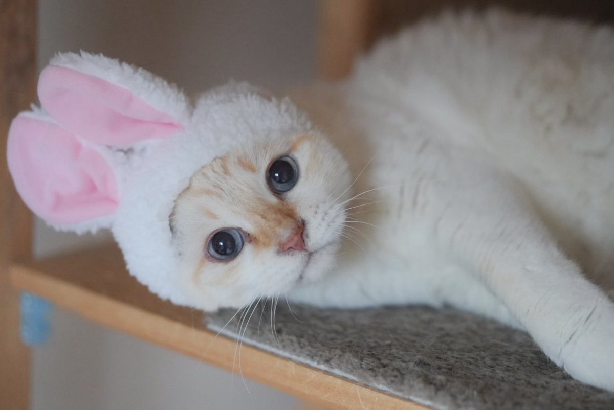 4匹の楽しいおうち tweet media