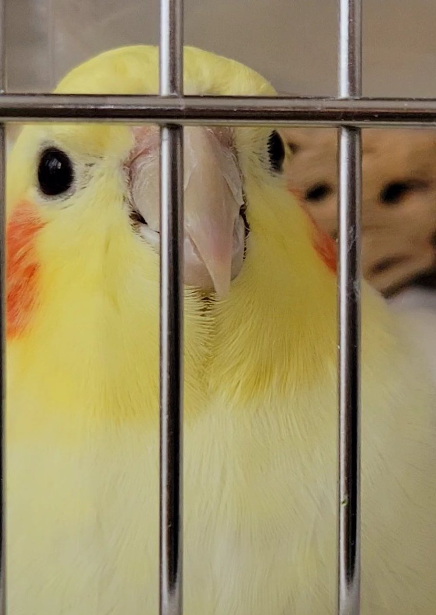 くるりるパル♪みらい tweet media