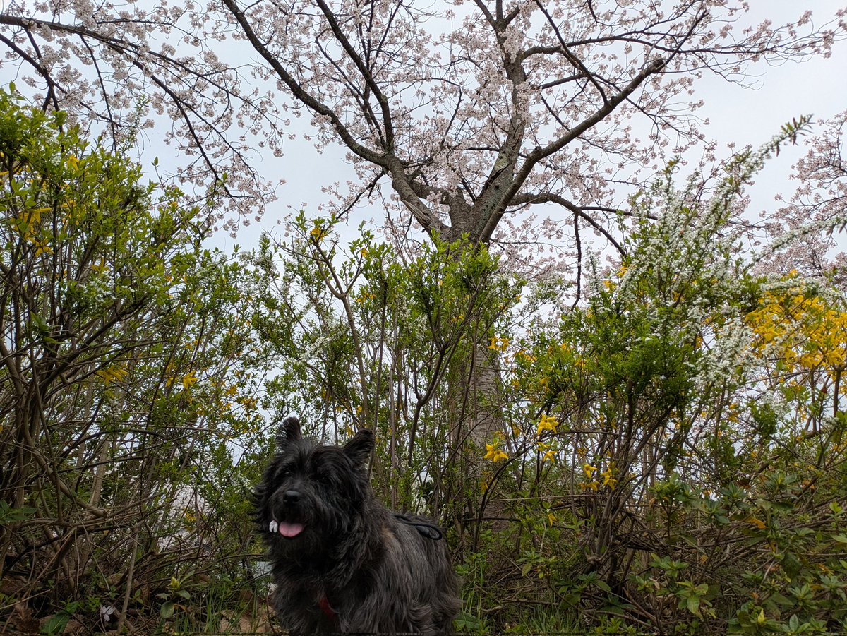 まるのん🐾 tweet media