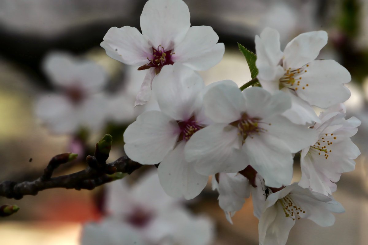 オレンス orens tweet media