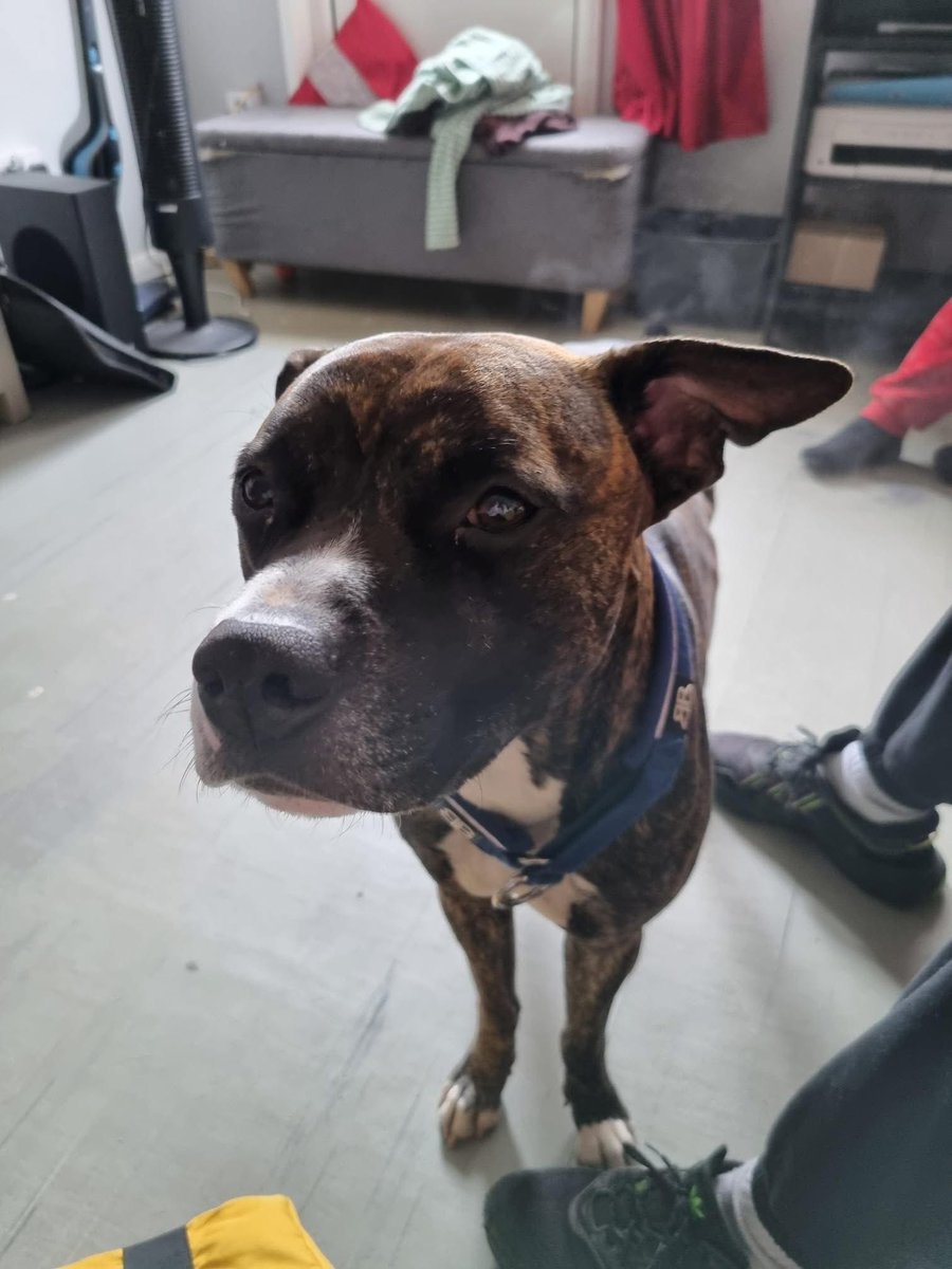 Help2Rehome Scotland tweet media