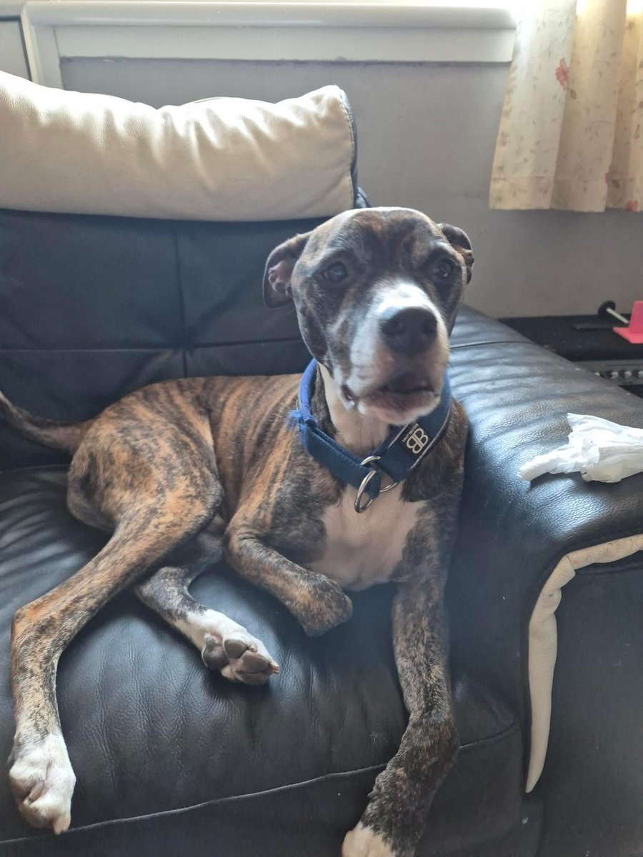 Help2Rehome Scotland tweet media